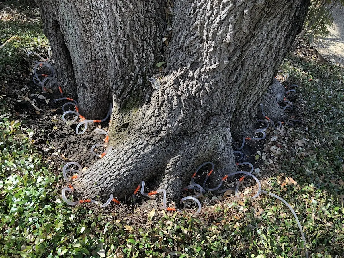 Detailed Tree Cabling and Bracing job site in Dryden