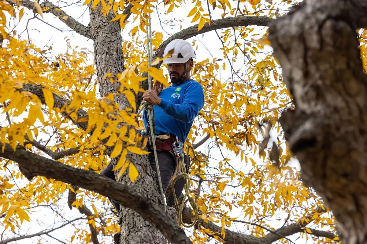 Skilled Tree Pruning crew working in Dryden