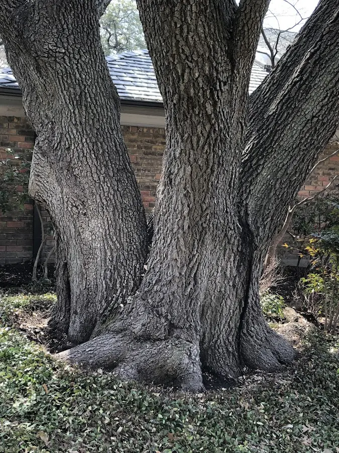 Mature heritage tree close to a Dryden property cared for by certified arborists